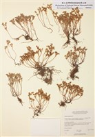 藏品(薄雪萬年草)的圖片